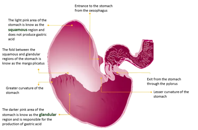 Gastric ulcer : 胃溃疡