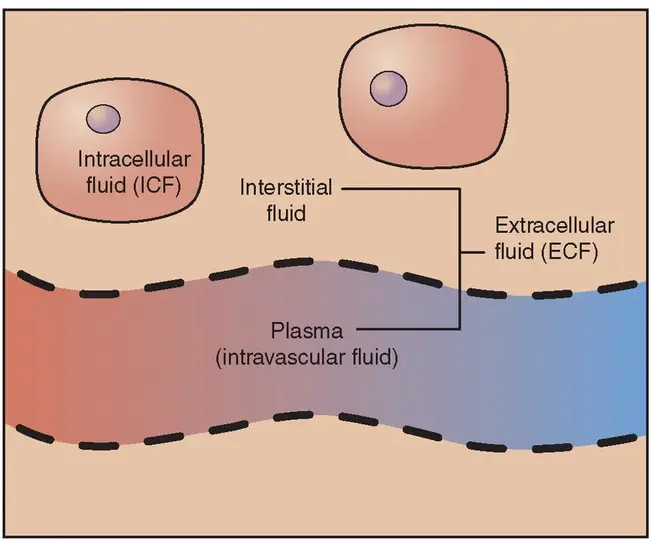 Intracellular Fluid : 细胞内液