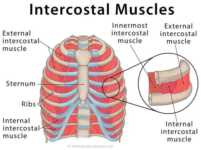 Inter-Costal Margin : 肋间边缘