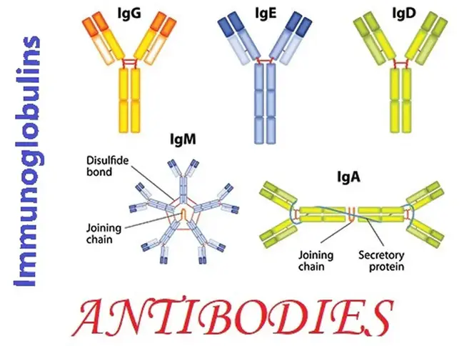 immunoglobulins G : 免疫球蛋白G