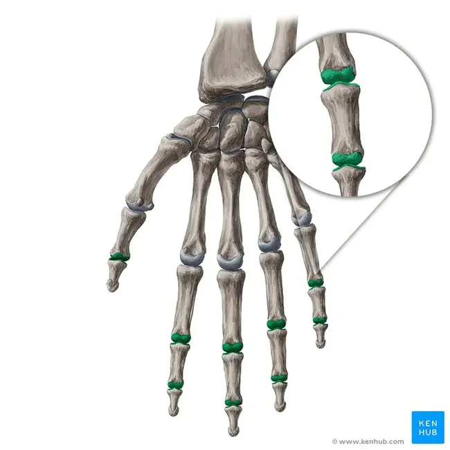 InterPhalangeal : 指间的