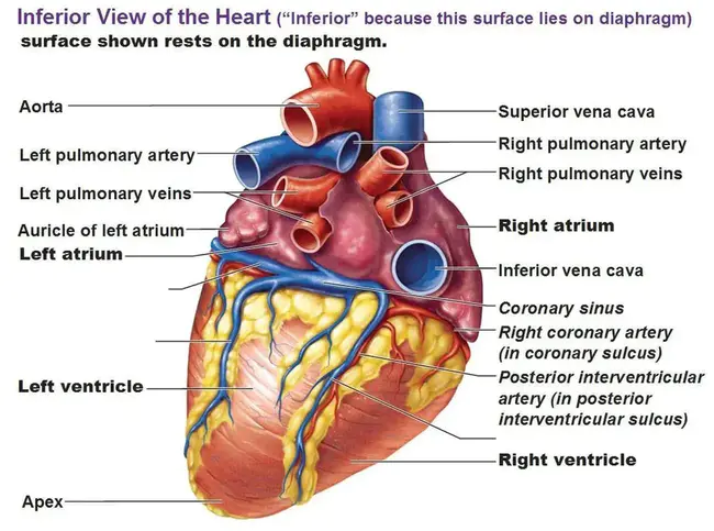 Interventricular Septal Defect : 室间隔缺损