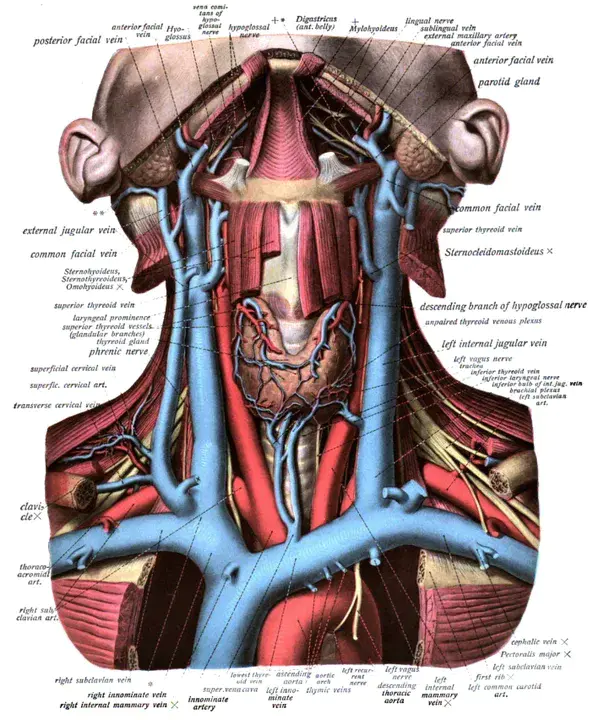 Jugular Vein : 颈静脉