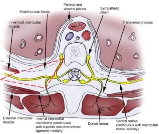 Paravertebral : 椎旁的