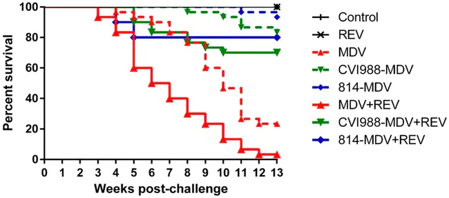 Reticuloendotheliosis virus : 网状内皮增生病病毒