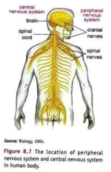 Respiratory System : 呼吸系统