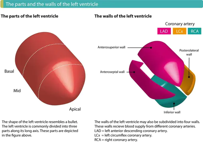 Right Ventricle : 右心室