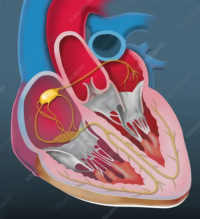 Sinoatrial Node : 窦房结