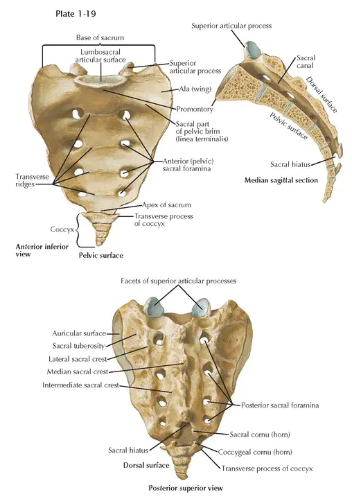 Sacral : 骶骨的