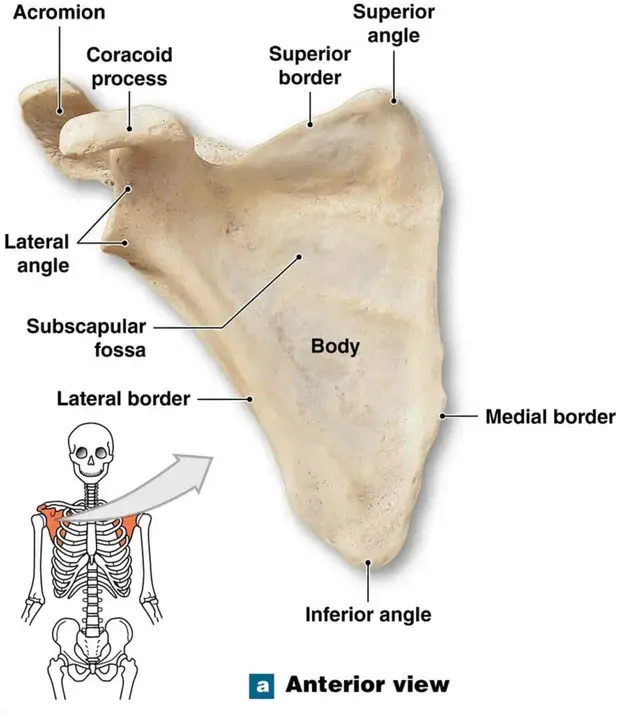 Scapula : 肩胛骨