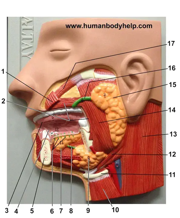 Salivary Gland Carcinoma : 唾液腺癌