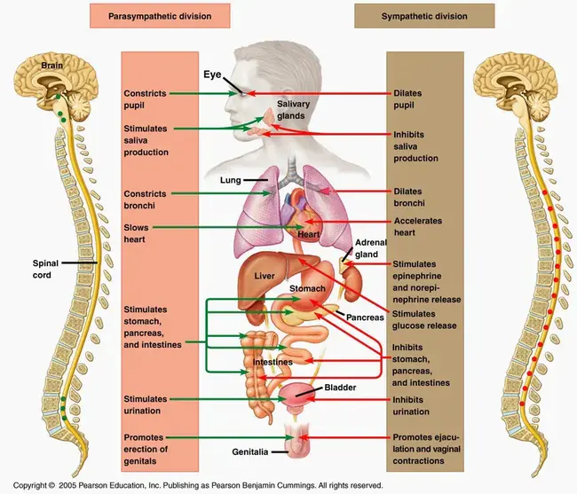 Sympathetic Nervous System : 交感神经系统