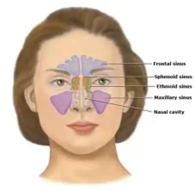 Sinuses, Nose, and Throat : 鼻窦、鼻子和喉咙