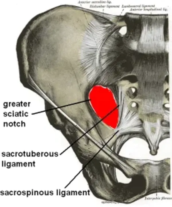 Sacrosciatic : 坐骨神经的