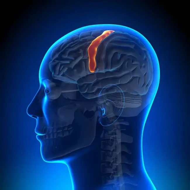 Somatosensory evoked potentials : 体感诱发电位