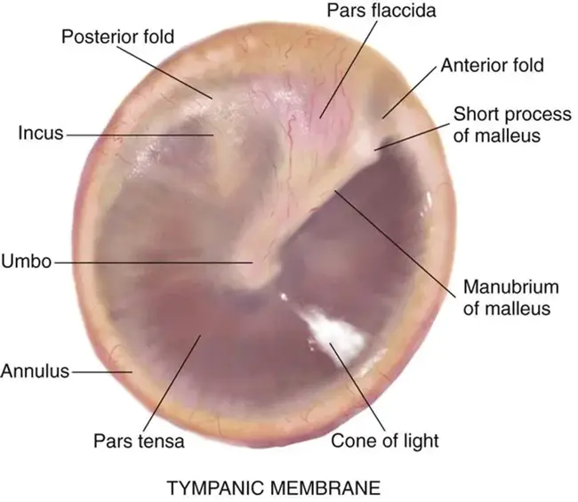 Tympanic Membrane : 鼓膜