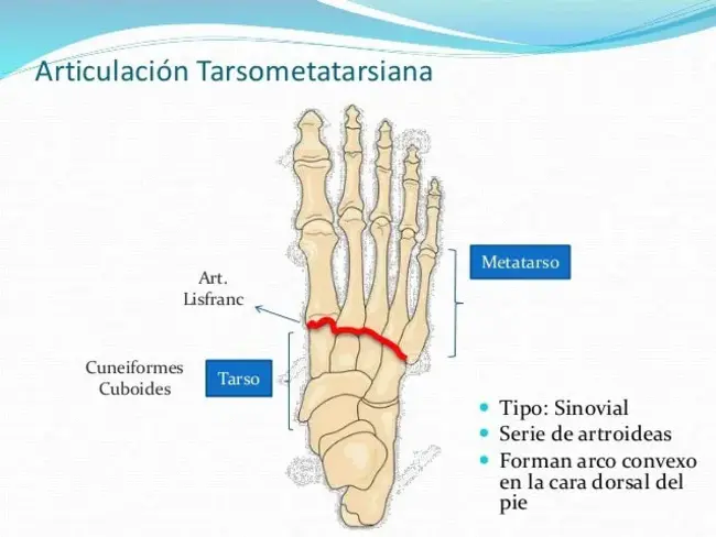 Tarso- Metatarsal joint : 跗跖关节