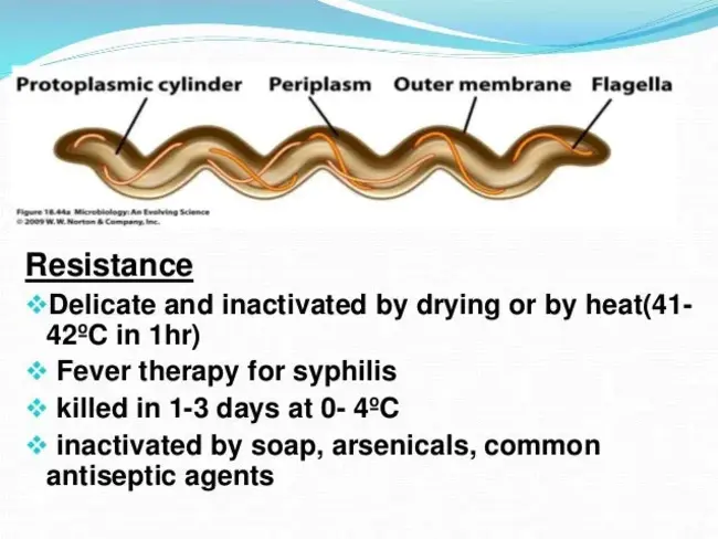 Treponemal Pallidum Immobilization test : 梅毒螺旋体固定试验