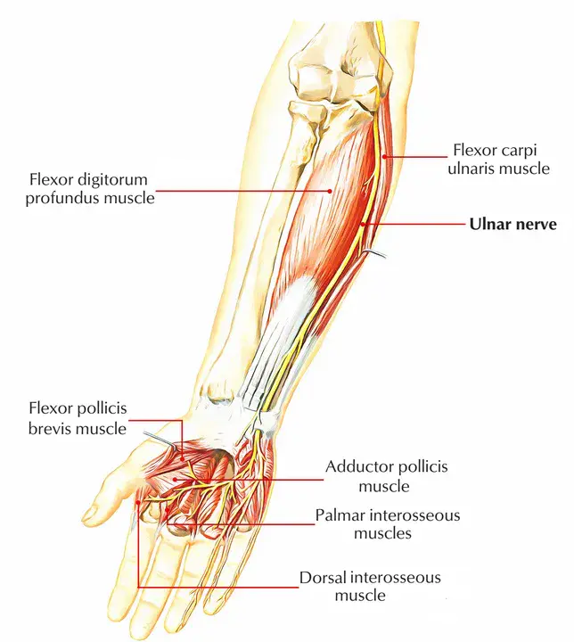 Ulnar : 尺骨