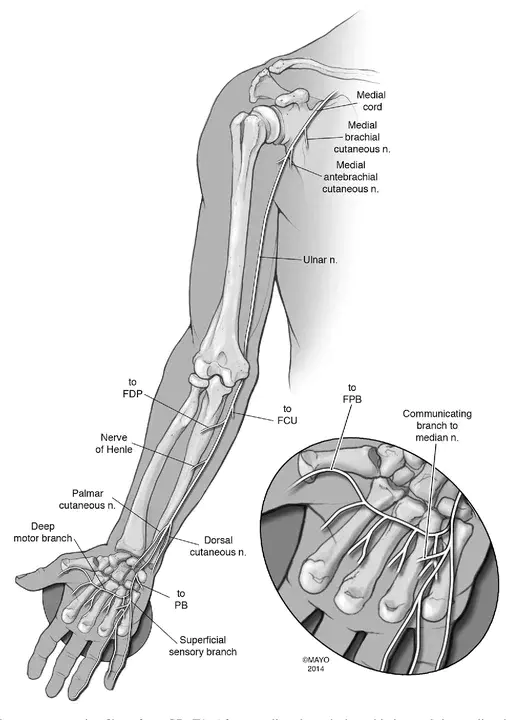 Ulnar Nerve : 尺神经