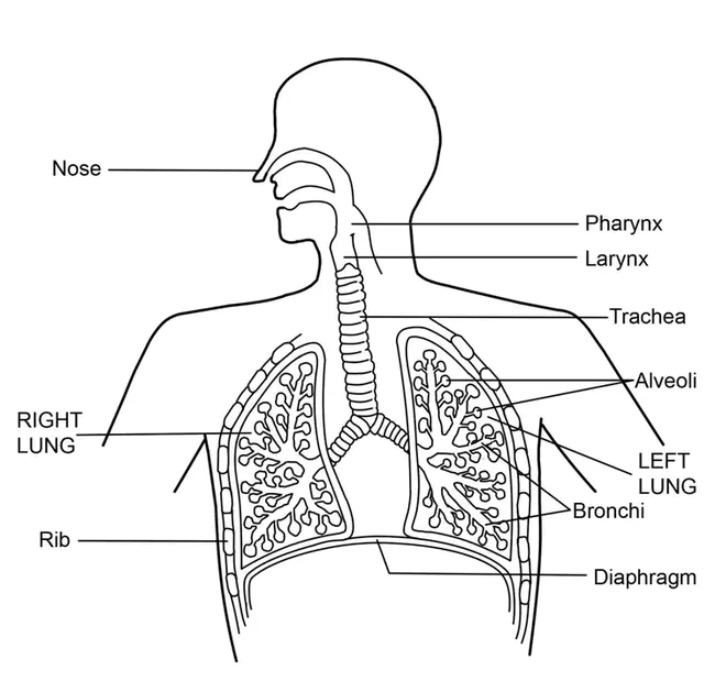 Upper Respiratory : 上呼吸道