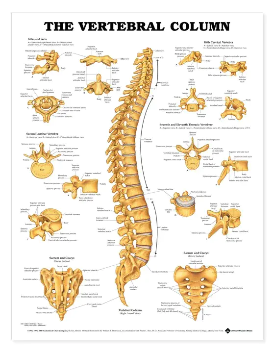 Vertebral Artery : 椎动脉