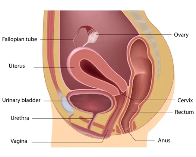 Vaginal : 阴道