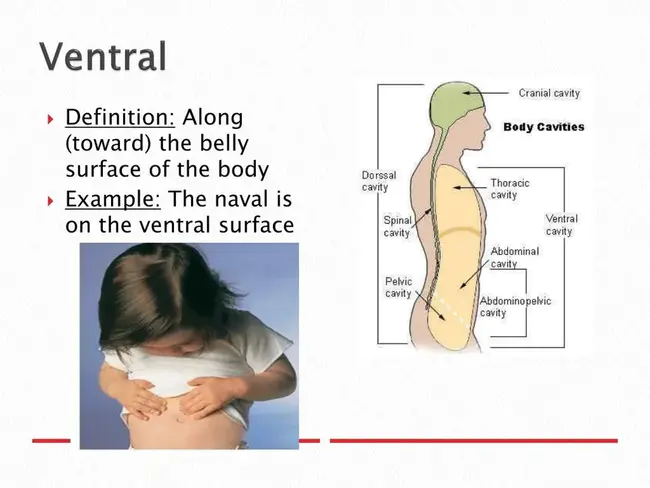 VENTral : 腹侧的