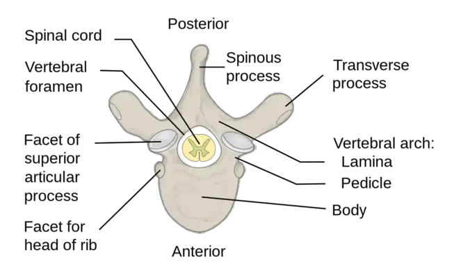 VERTebra : 椎骨