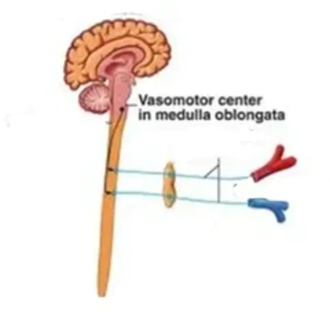 VasoMotor : 血管舒缩的