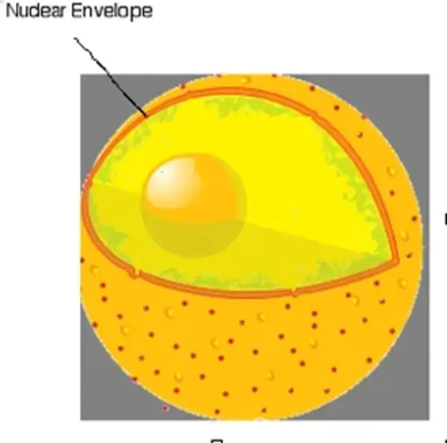 Synchronous Payload Envelope : 同步净负荷包封