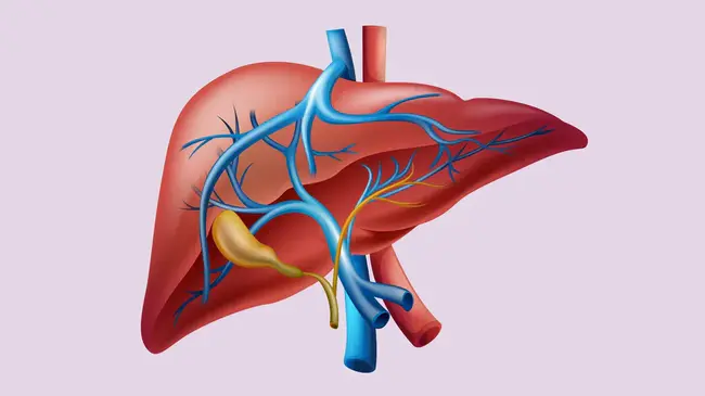 Liver and spleen : 肝脾