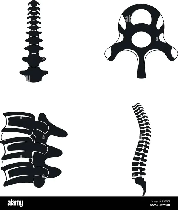 1st Lumbar Vertebra : 第一腰椎