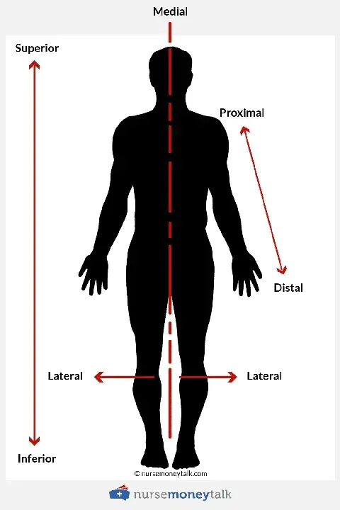 Lateral : 侧面的