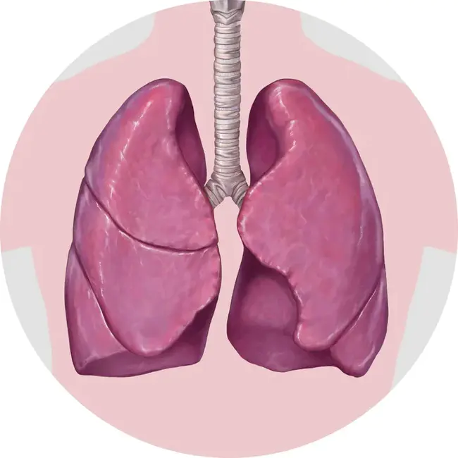 Lungs clear to auscultation : 听诊肺部清晰