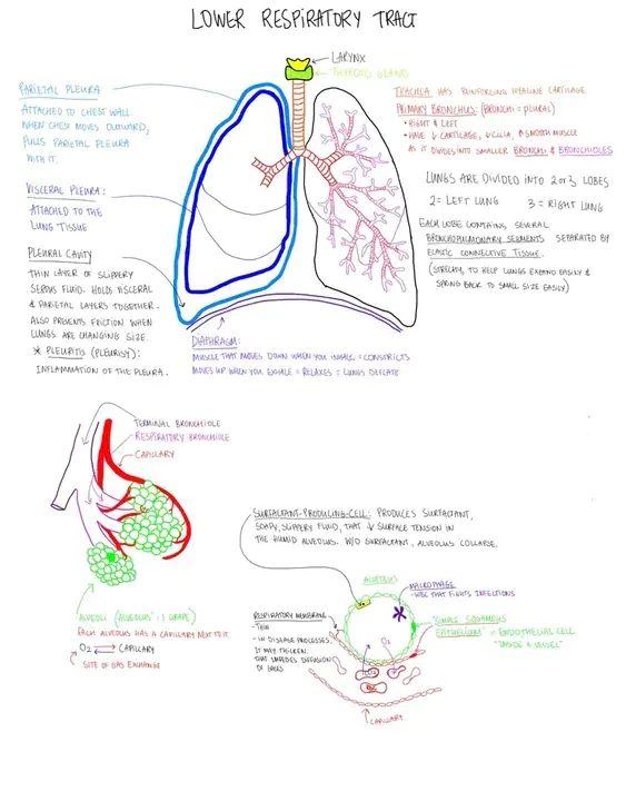 Lower respiratory tract : 下呼吸道