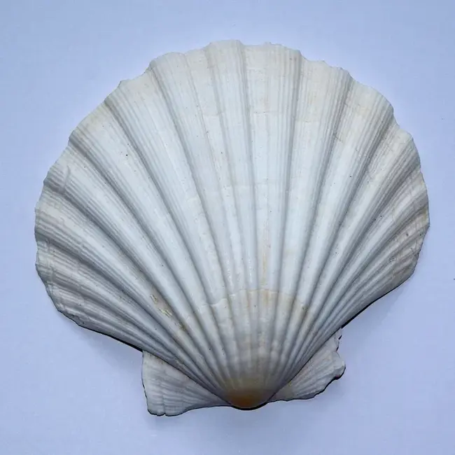 SHell ARchive : 壳牌档案馆