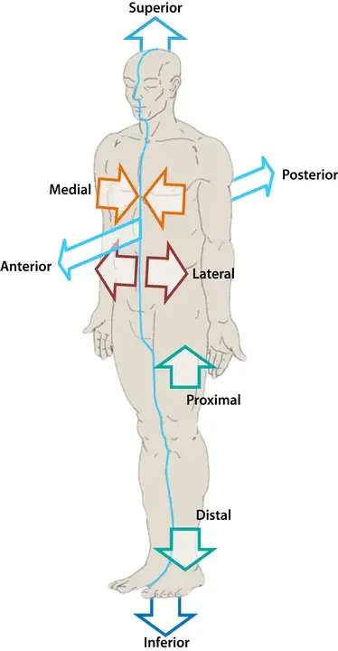 Medial : 内侧的