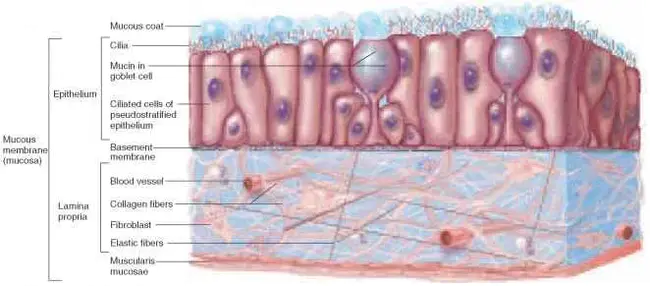 Mucous Membrane : 粘膜