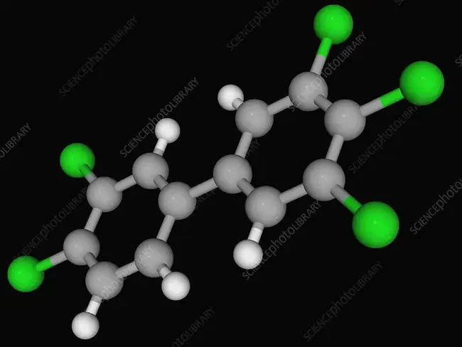 Polychlorinated Biphenyl : 多氯联苯