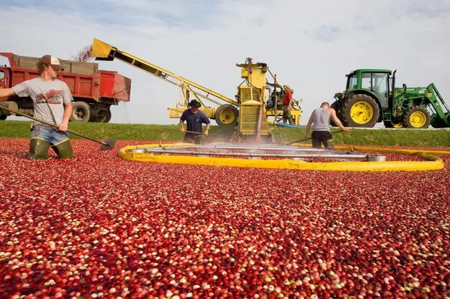 Wisconsin Berry Growers Association : 威斯康星浆果种植者协会