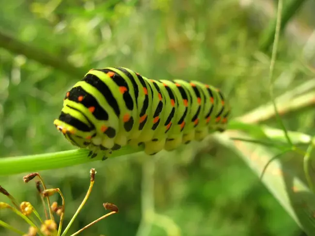 CATerpillar : 毛虫