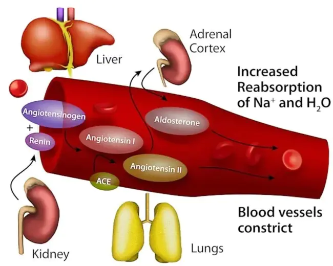 Angiotensin Converting Enzyme : 血管紧张素转换酶