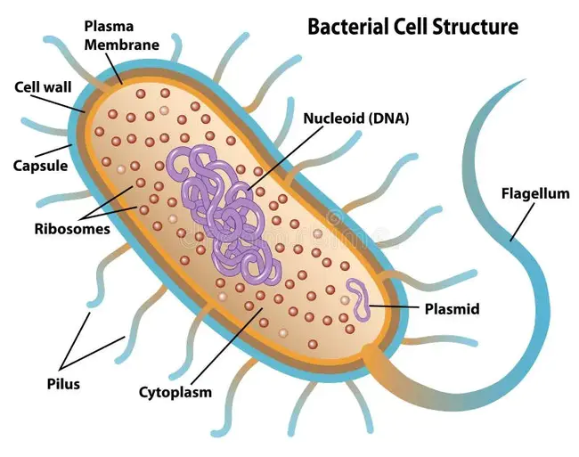 Bacterial Artificial Chromosome : 细菌人工染色体