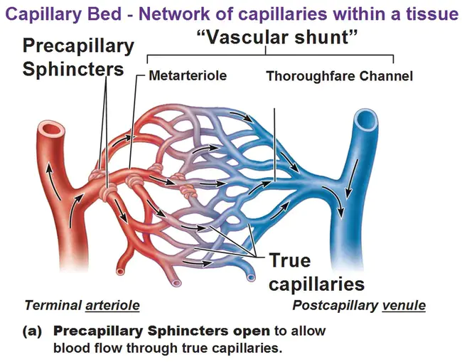 Capillary Array Electrophoresis : 毛细管阵列电泳