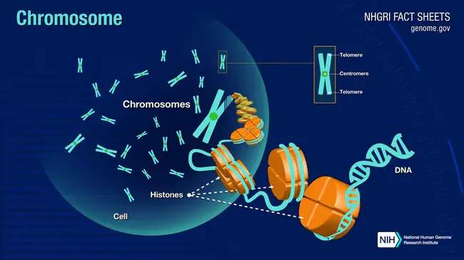Chromosome Coordinating Meeting : 染色体协调会