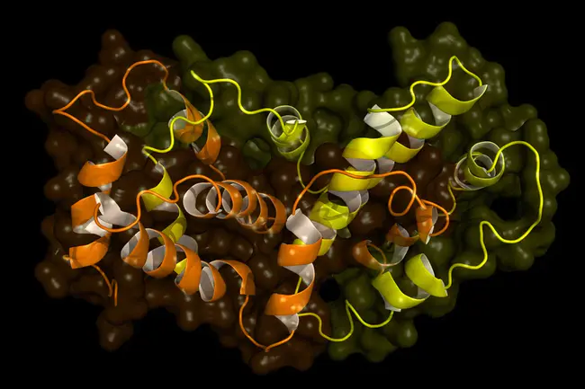 Trinucleotide Repeat : 三核苷酸重复