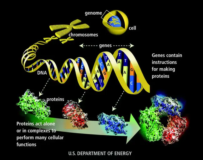 Genome Automation System : 基因组自动化系统