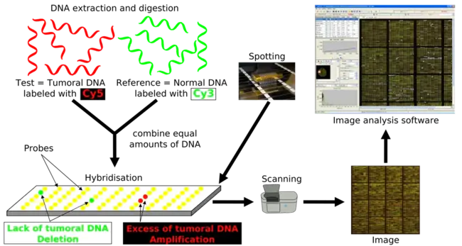 Genomic Map Design : 基因组图设计