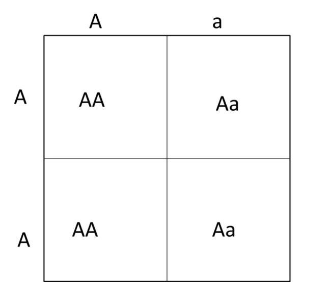 Genetics and Public Issues Program : 遗传学和公共问题计划